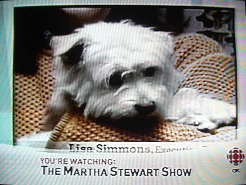 Chyron at screen bottom reads You’re watching: The Martha Stewart Show on top of another Chyron from the show. Small white dog in main picture