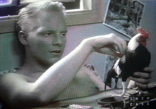 Shirtless Jonathan Torrens lying in bed stroking a rooster