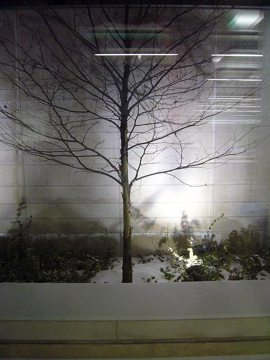 Denuded tree sits amid fresh snow against sleek limestone wall