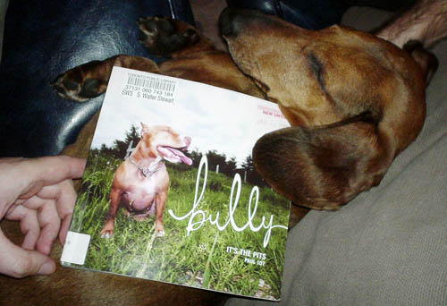 Sleeping red dachshund’s ear rests on top of ‘Bully: It’s the Pits’ cover