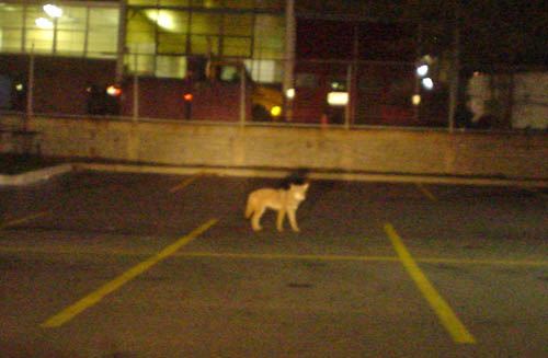 Grainy nighttime photo shows orangey canine figure standing alone in a parking lot