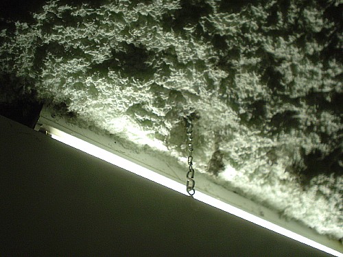 Bare ceiling-mounted fluorescent light tube sits at edge of ragged foam insulation, with a chain hanging down from the insulation