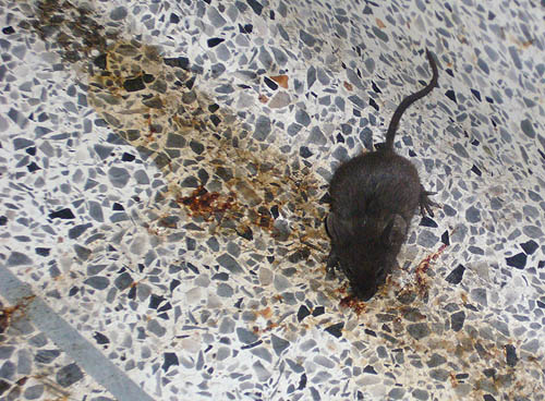 Black mouse stands across line of dirt (including ketchup) on terrazzo floor