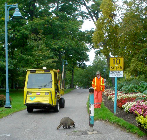 Raccoon stands with forelegs and hind legs close together and nose nearly on the ground as woman in orange jumpsuit looks on