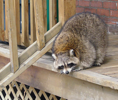 Large grey raccoon, with brown flecking on the back of the neck, crouches on top of wooden stairs