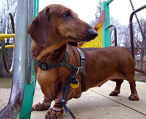 Brown (‘red’) dachshund on leash on raised platform of playground
