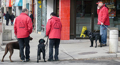 Three guys in red jackets, two facing away from us, one making a cellphone call. Two of the men hold white canes, and each has a guide dog, two black in colour and one brown