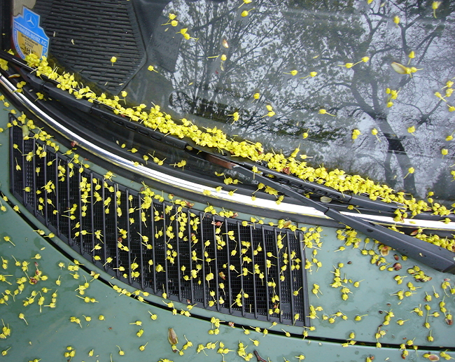 Tiny yellow leaves, like corn kernels, are scattered across the hood, windshield, and wiper of a green car