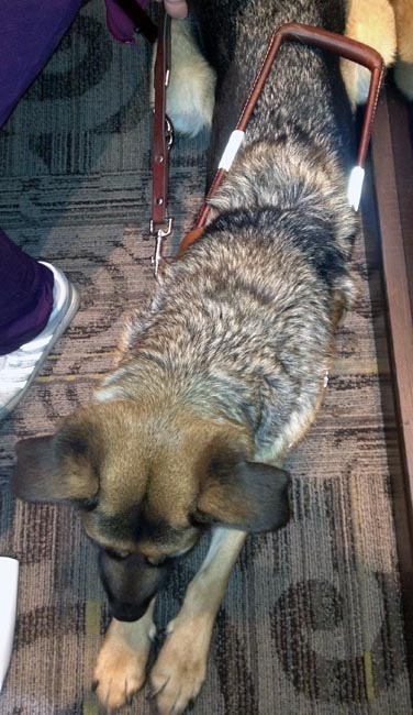 German shepherd, with variegated coat and an ashy grey muzzle, lies on floor in harness